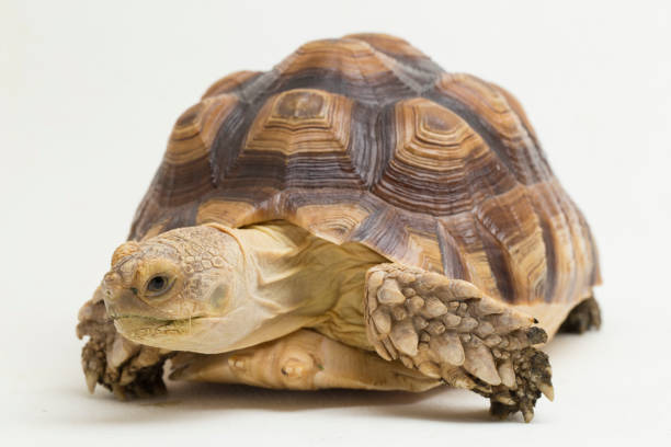 istock African Spurred Tortoise Geochelone sulcata on white background 1404994419