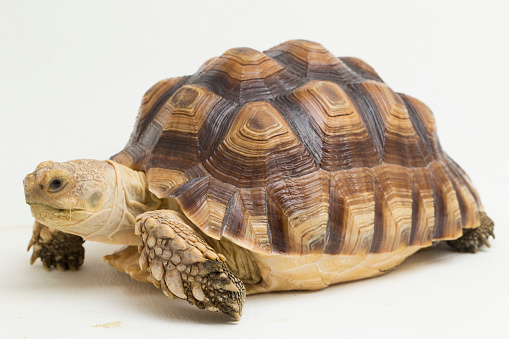 African Spurred Tortoise Geochelone sulcata isolated on white background