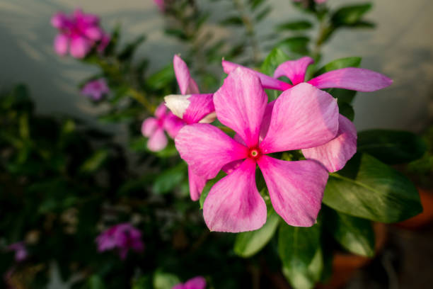 istock Madagascar Periwinkle, Catharanthus roseus, commonly known as bright eyes,is a species of flowering plant in the family Apocynaceae. Indian Garden 1404996187