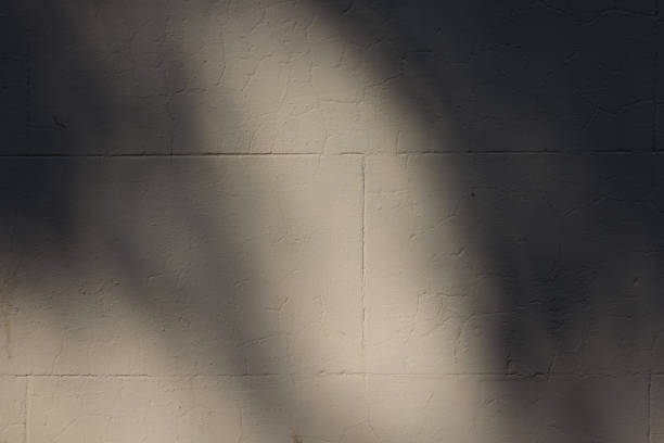 Shadow from nearby foliage decorates a plain wall.