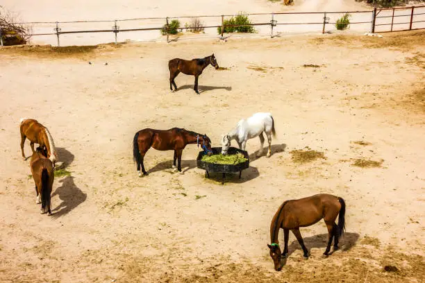 Photo of Horses in stable, Goreme, Cappadocia, Turkey