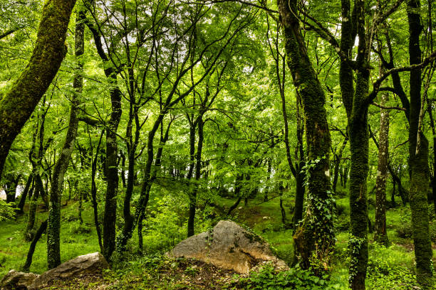 bosque verde fondo de verano, montenegro, cerca del monasterio de ostrog. - ostrog fotografías e imágenes de stock