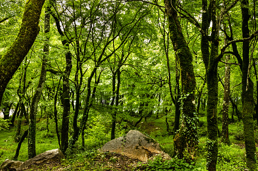 Green forest summer background, Montenegro, near monastery Ostrog.