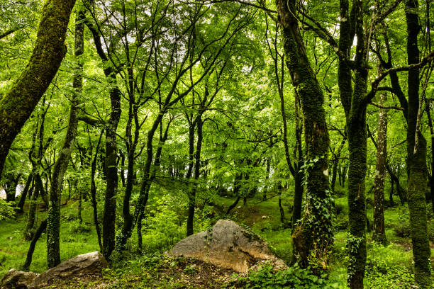 fundo de verão da floresta verde, montenegro, perto do mosteiro ostrog. - ostrog - fotografias e filmes do acervo