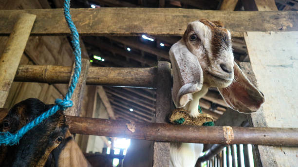 istock a brown goat in the cage 1405000574