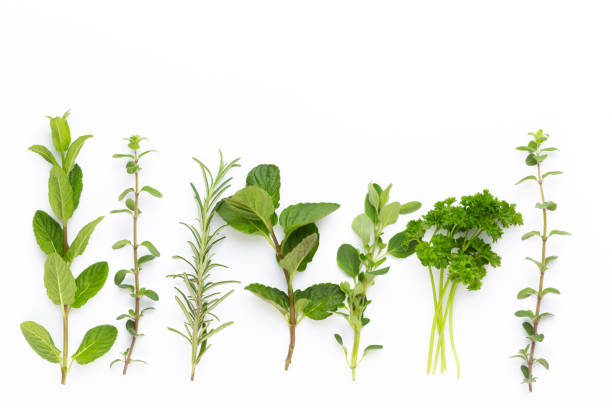 istock Herbal spice on a white background. Top view. 1405000606