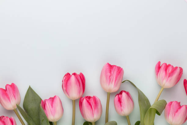 istock Pink tulip flowers on pastel background. 1405001290