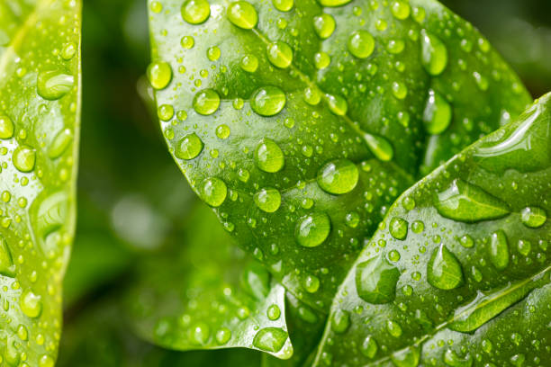 istock Beautiful green leaf texture with drops of water. 1405001488