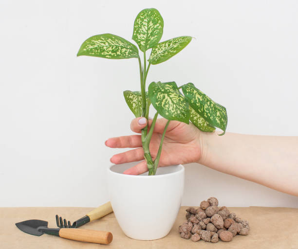 istock Indoor plant Diffenbachia on a white background. Vegetable garden and garden tools. Fertilize the plant so that it grows healthy. replant the bush and take care of it. 1405002761