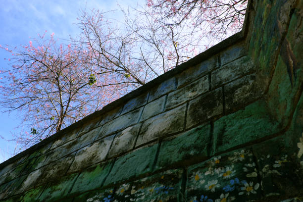 Beautiful bottom view from rock wall up to sky, branch of sakura flower tree bloom in pink at Da Lat, Viet Nam in spring