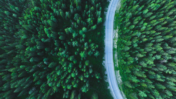 istock Road in the green forest. Aerial view 1405003294