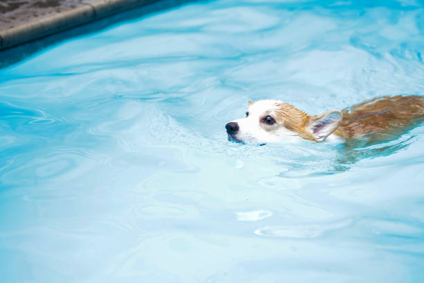 istock A dog swims happily and happily 1405004406