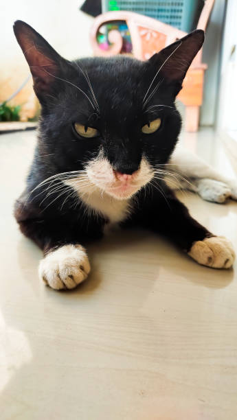 istock Black cat with yellow eyes lying 1405004667