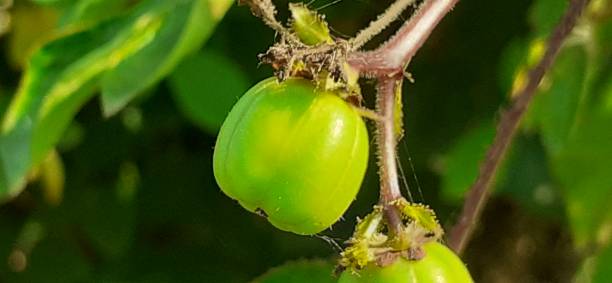istock Jatropha Gossypiifolia fruit Isolated on green 1405004698