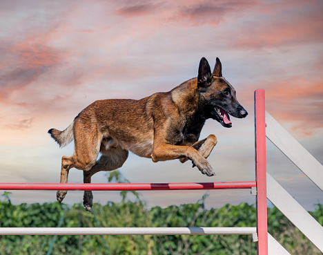 training of agility for competition  in an obedience club