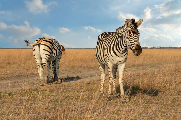 istock Zebra African animal couple on steppe pasture 1405008038