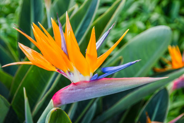 tropical flower, African strelitzia, bird of paradise, Madeira island, Portugal stock photo