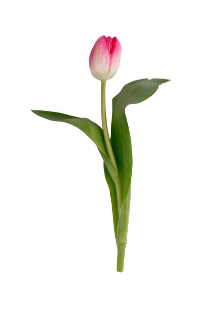 istock Lilac tulip flowers on white background. 1405008352