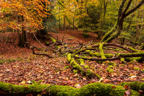 The Rough Ashdown Forest Colourful autumn woodland in the rough Ashdown Forest, high weald, east Sussex, south east England, UK ashdown forest photos stock pictures, royalty-free photos & images