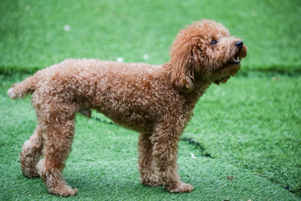 istock Poodle portrait. Attentive seven month old poodle 1405009380