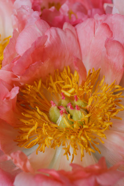 istock Bouquet of peonies. 1405009797