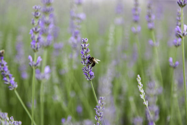 istock Lavender flowers and beed in the field 1405009994
