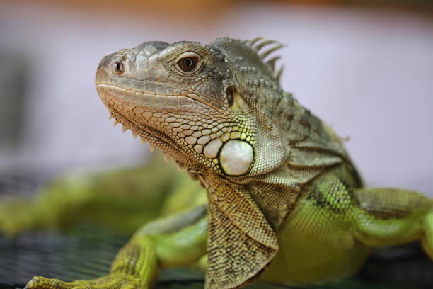 la iguana verde también conocida como la iguana americana es un lagarto reptil - iguana fotografías e imágenes de stock