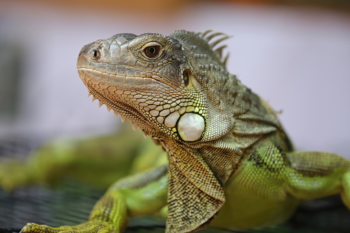 A green or common Iguana set against a plain out of focus water background