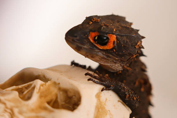 istock The red-eyed crocodile lizard 1405011022
