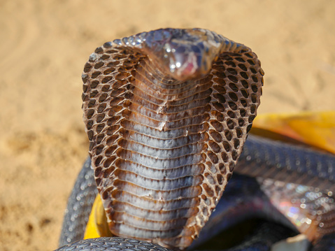 Cobra Snake is poisonous animal. Many people in India worship snake. Snake charmer show snake dance in street show