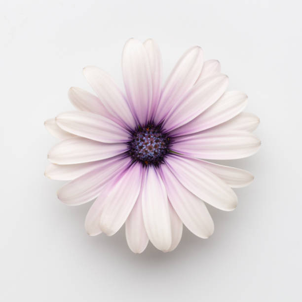 istock Flower on white background with copy space. Floral close-up. 1405013407