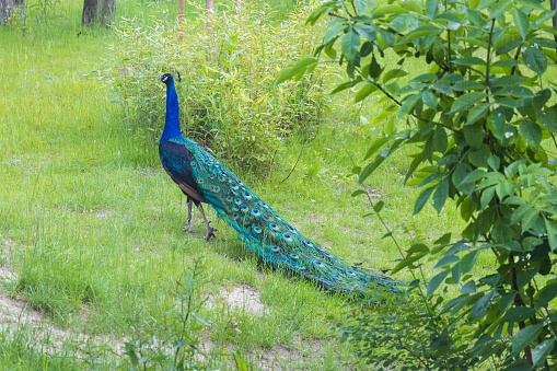 Peacocks are flying birds, especially in terms of overall body size, peacocks are the largest flying birds. Both peacocks have arboreal habits. They especially like to rest on trees that are quite high off the ground. They are often seen flying when foraging, choosing perches, or detecting threat.