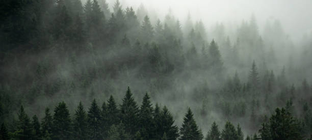검은 숲 (schwarzwald) 독일 파노라마 배너 .- 어두운 분위기에서 놀라운 신비로운 상승 안개 숲 나무 풍경 - black forest landscape germany forest 뉴스 사진 이미지