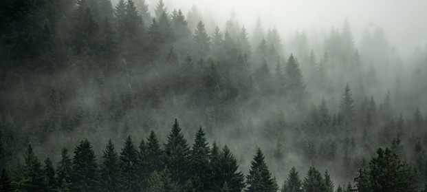 Misty pine trees forest  near a lake landscape
