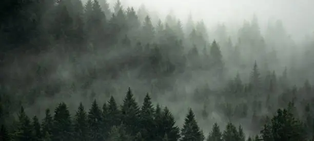 Amazing mystical rising fog forest trees landscape in black forest ( Schwarzwald ) Germany panorama banner .- dark mood