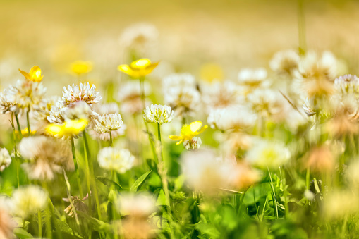 Close-up of a meadow with clover and buttercups in Summer.