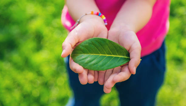 istock Children take care of nature tree in their hands. Selective focus. 1405015185