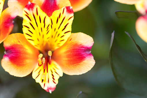 Beautifully colorful Alstroemeria in full Summer bloom. Photographed in Wales, UK.