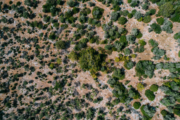 istock Aerial View Mediterranean Vegetation 1405016277