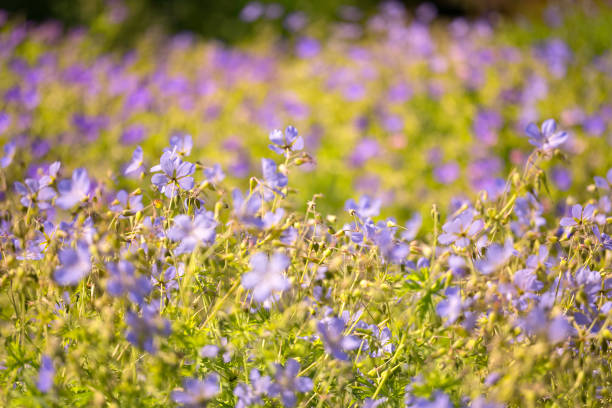 Blue flower Himalayan Cranesbill grows in the garden.