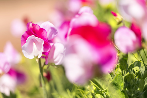 Abstract photo of sweet peas in a Summer garden. Photographed in Wales, UK.