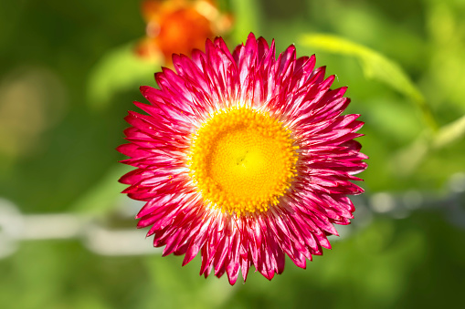 Summer bloom on a red strawflower. Photographed in Wales, UK.