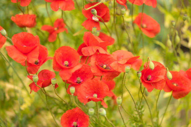 istock Red corn poppies in a Summer meadow 1405017541