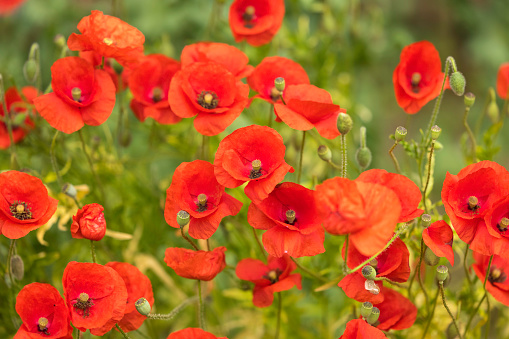 Profusion of red poppies growing in Summer in Wales, UK.