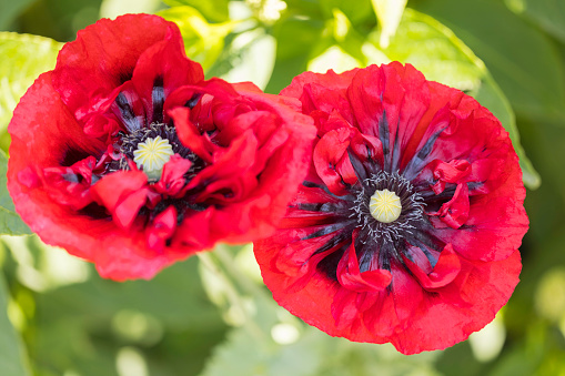 Two beautiful wild red poppies on a white background.