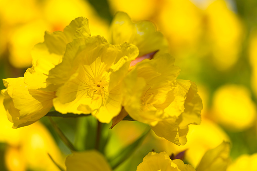 Tagetes Erecta Flower with green blur background. Creative yellow flower for background