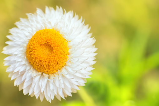 Summer bloom on a white strawflower. Photographed in Wales, UK.