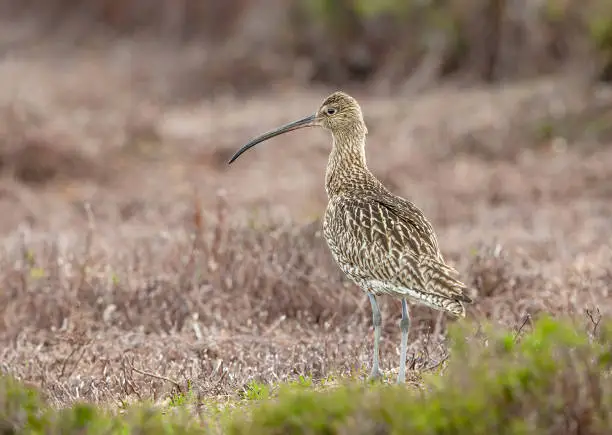 Close up of an adult curlew in Summertime.  Scientific name: Numenius arquata.  Facing left in natural moorland habitat, Dallowgill, Yorkshire Dales. Clean background.  Copy space.