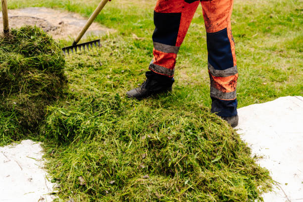 employee of the city municipal service removes grass mown from lawns stock photo