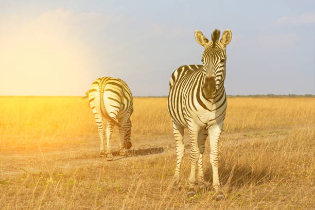istock Zebras animals sunset landscape steppe view 1405019857